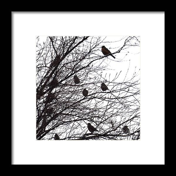 American Robin Framed Print featuring the photograph On A Limb by Scott Cameron