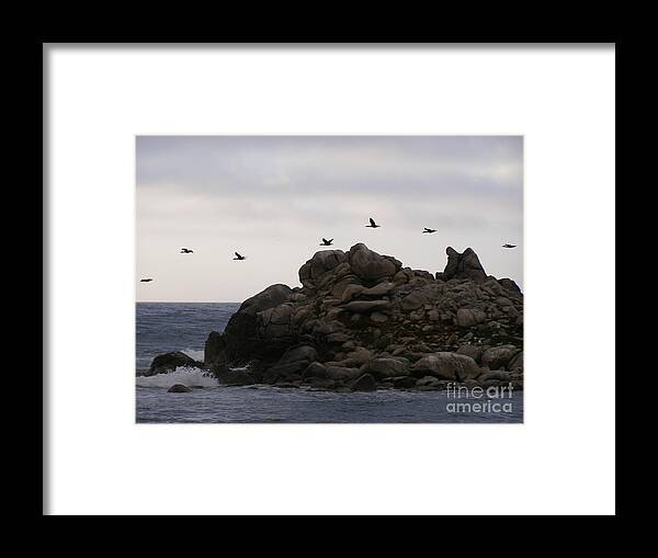 Pelicans Framed Print featuring the photograph On A Mission by Bev Conover