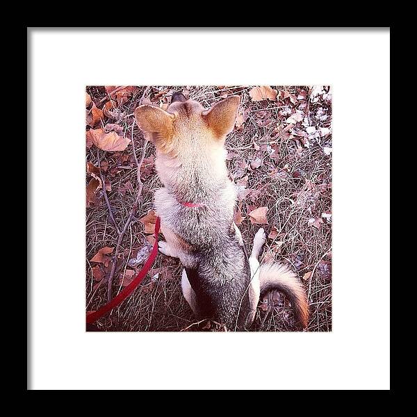 Dog Framed Print featuring the photograph On A Walk With My Boy... by Jill Tuinier