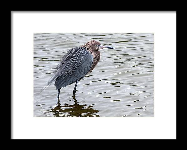 Texas Framed Print featuring the photograph On Alert by Carol Erikson