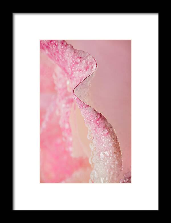 Rose Framed Print featuring the photograph On Edge by Mary Jo Allen