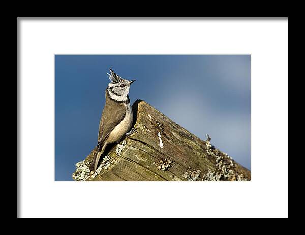 On The Edge Framed Print featuring the photograph On the edge by Torbjorn Swenelius