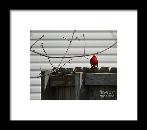 Cardinal Framed Print featuring the photograph On The Fence by Alys Caviness-Gober