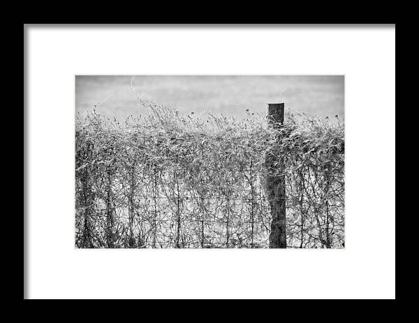 Wildflowers Framed Print featuring the photograph On The Fence BW by Carolyn Marshall