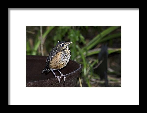 Robin Framed Print featuring the photograph On the fire pot-Fledging Robin by Wade Clark