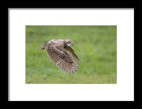 Owl Framed Print featuring the photograph On The Hunt by Greg Barsh