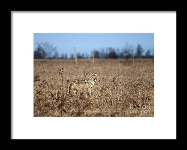 Nina Stavlund Framed Print featuring the photograph On the Prowl.. by Nina Stavlund