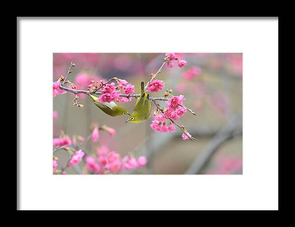 Taiwan Framed Print featuring the photograph On The Romantic Cherry Blossom Tree by Adam Tseng