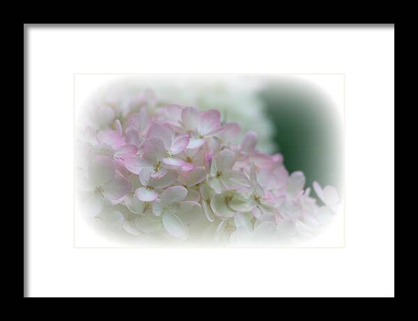 Macro Framed Print featuring the photograph On The Verge Of Pink by Barbara S Nickerson