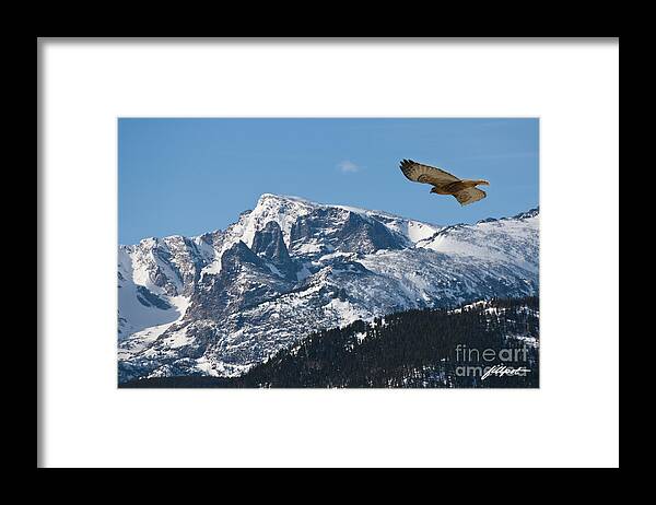 Hawk Framed Print featuring the photograph On the wing by Bon and Jim Fillpot