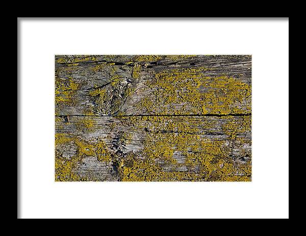 Lichen Framed Print featuring the photograph On The Wood by Lyle Crump