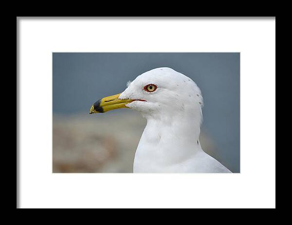 Ring Billed Gull Framed Print featuring the photograph Once Upon A Gull by Fraida Gutovich