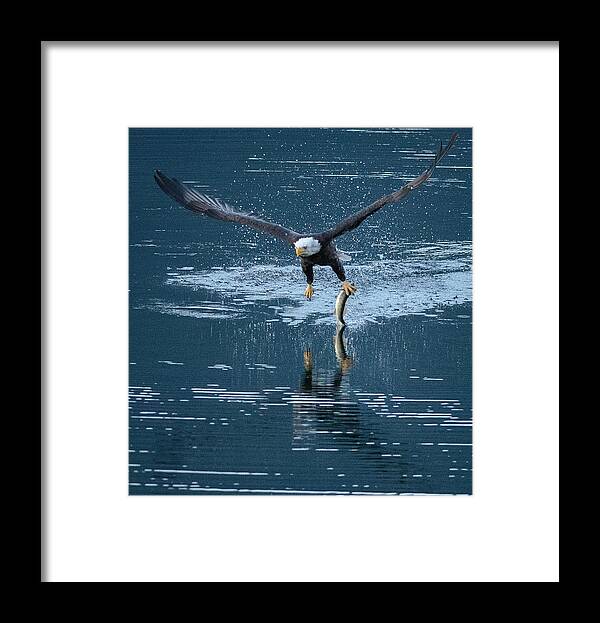 Wildlife Framed Print featuring the photograph One-Armed Bandit by Joy McAdams