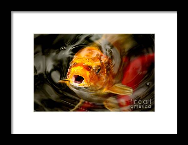 Fish Breathing Framed Print featuring the photograph One Breath by Diane Lesser