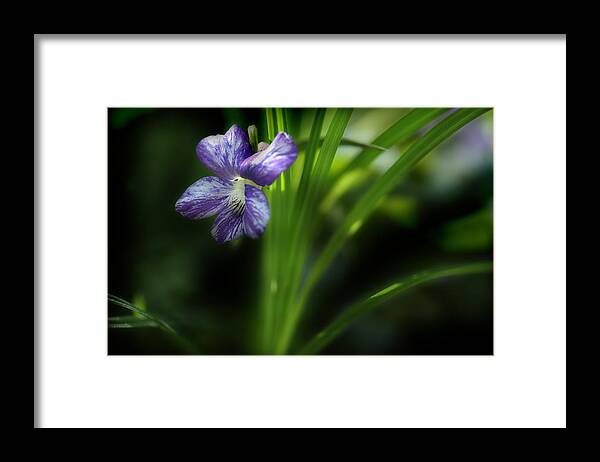 Purple Violet Framed Print featuring the photograph One Fine Morning by Michael Eingle
