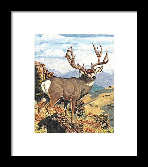 Mule Deer Framed Print featuring the painting One Last Look by Darcy Tate