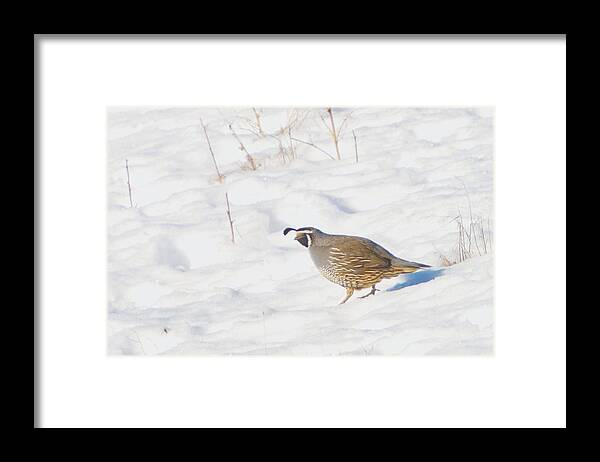 Quail Framed Print featuring the photograph One Little Quail by Jeff Swan