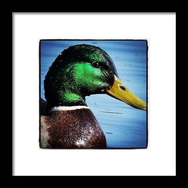 Mallard Framed Print featuring the photograph Got my eye on you. by Kerry Palmer