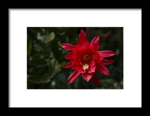 Orchid Cactus Framed Print featuring the photograph One Very Red Orchid Cactus Bloom - Showy Luminous and Elegant by Georgia Mizuleva