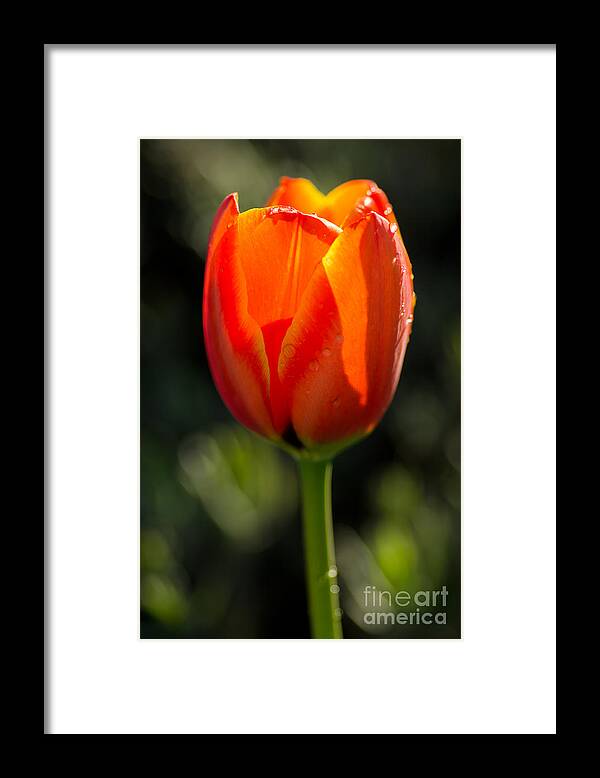 Oregon Framed Print featuring the photograph Only For You by Nick Boren