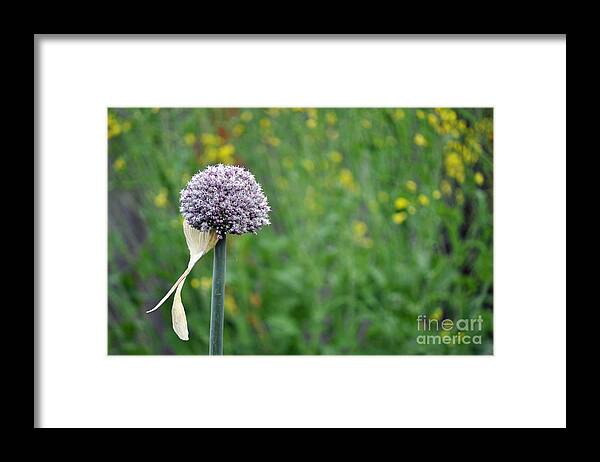 One Flower Onion Garlic Bloom Seed Floral Garden Green Purple Pink Seedling Plant Vegetable Yellow Green Gwyn Newcombe Framed Print featuring the photograph Only One by Gwyn Newcombe