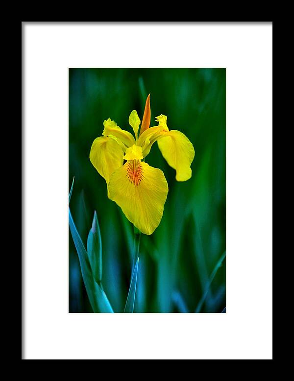 Flower Framed Print featuring the photograph Only the Gardener Knows by Abbie Loyd Kern
