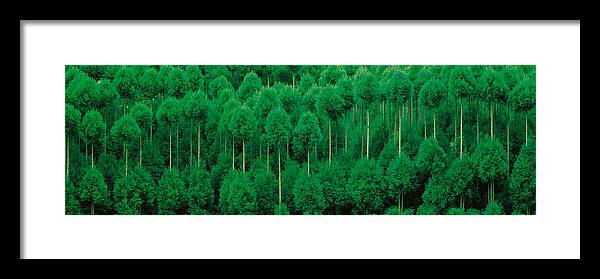 Photography Framed Print featuring the photograph Onogo Kitayama Cedar Trees Kyoto Japan by Panoramic Images