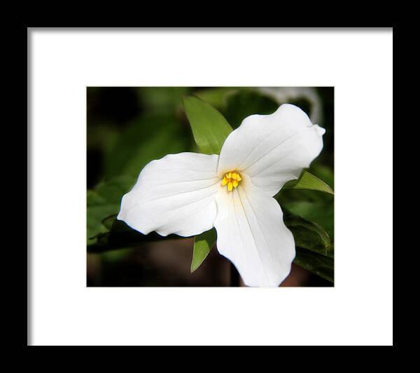 Plants Framed Print featuring the photograph Ontario's Trillium Flower by Davandra Cribbie