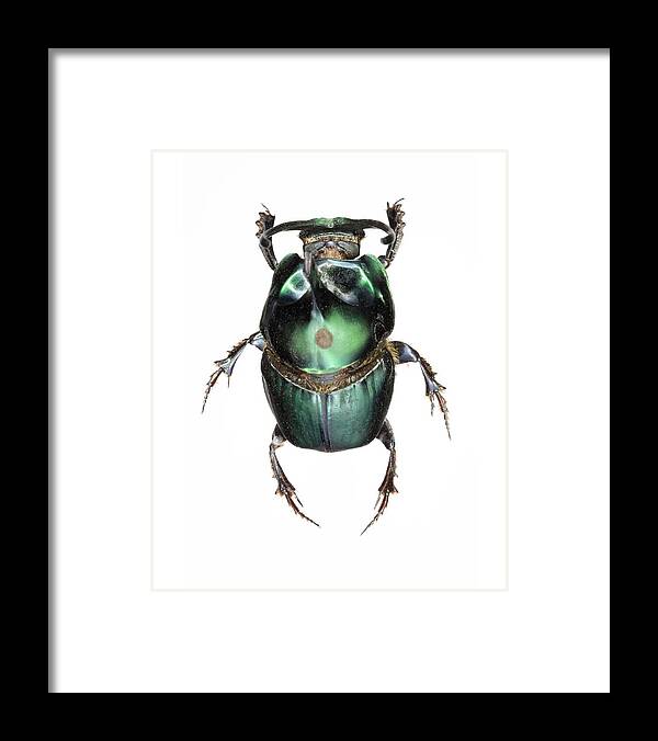 Onthophagus Mouhoti Framed Print featuring the photograph Onthophagus Dung Beetle by Lawrence Lawry