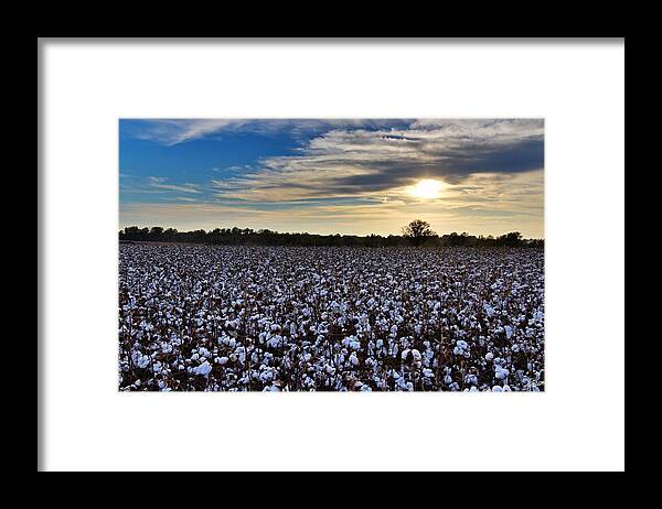 Ag Framed Print featuring the photograph Open Boll Sunset by David Zarecor