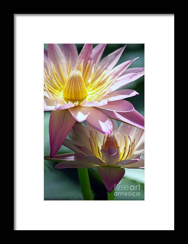 Floral Framed Print featuring the photograph Open Heart by Mary Lou Chmura