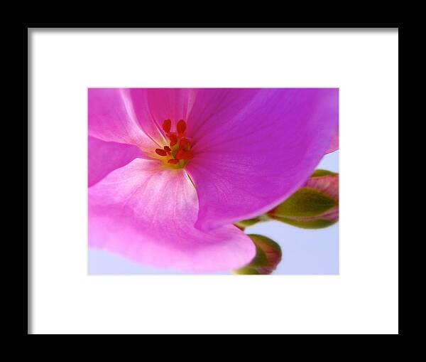Nature Framed Print featuring the photograph Open Heart by Tracy Male