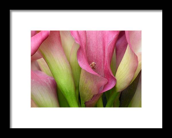 Pink Calla Lilies Framed Print featuring the photograph Open Minded by Fraida Gutovich