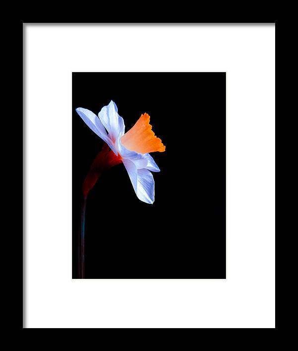 Daffodil Framed Print featuring the photograph Opening to the Light by Julia Wilcox