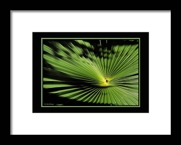 Palmetto Fan Canvas Print Framed Print featuring the photograph Optical Illusion by Lucy VanSwearingen