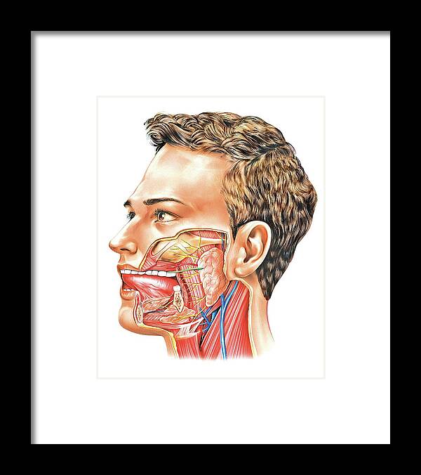 Anatomy Framed Print featuring the photograph Oral Glands by Asklepios Medical Atlas