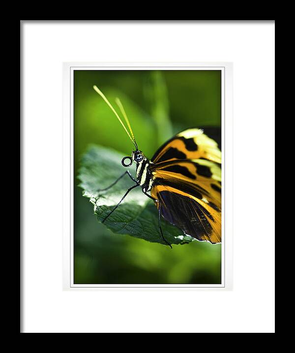 Butterflys Framed Print featuring the photograph Orange and Black Butterfly by Donald Brown