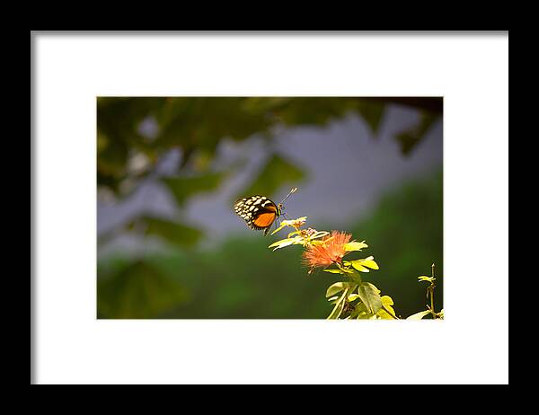 Butterfly Framed Print featuring the photograph Orange and black Butterfly by Susan Jensen