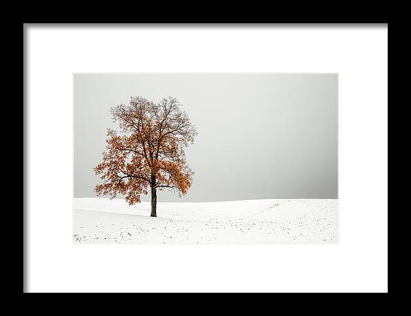 Autumn Framed Print featuring the photograph Orange and White by Todd Klassy