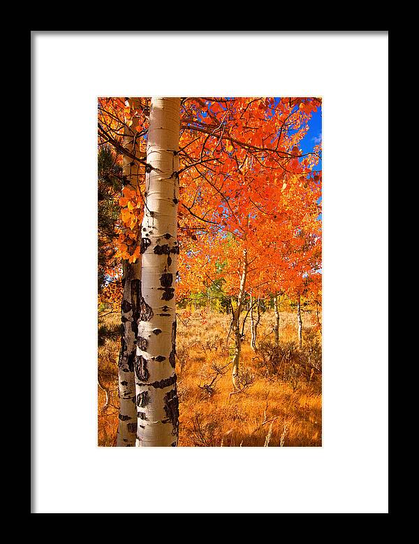 Aspen Trees Framed Print featuring the photograph Orange Aspens by Aaron Whittemore