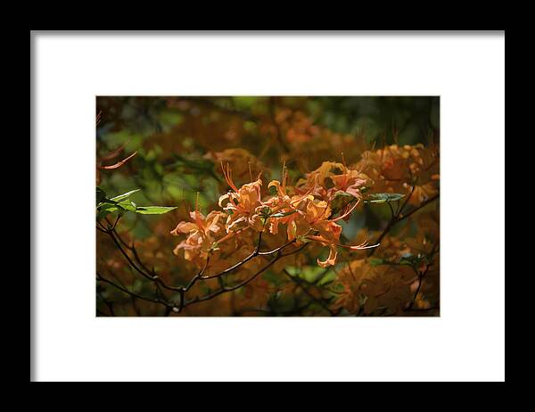Azalea Framed Print featuring the photograph Orange Azaleas by Penny Lisowski