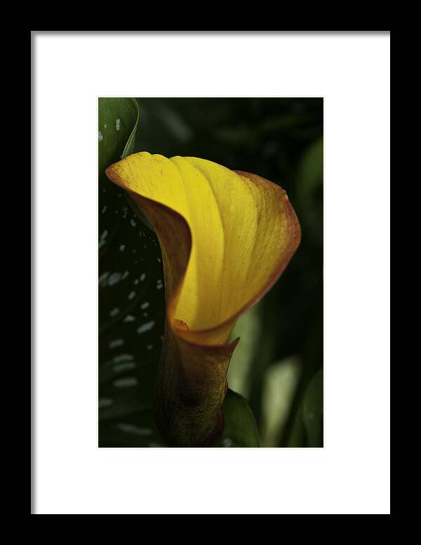 Close-ups Framed Print featuring the photograph Orange Blooms by Donald Brown