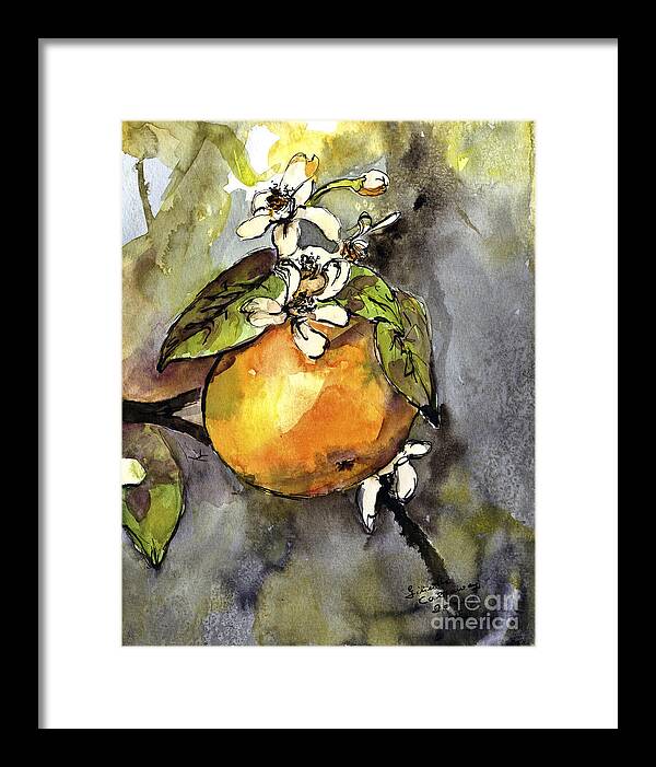 Oranges Framed Print featuring the painting Orange Blossom Botanical Watercolor and Ink by Ginette by Ginette Callaway