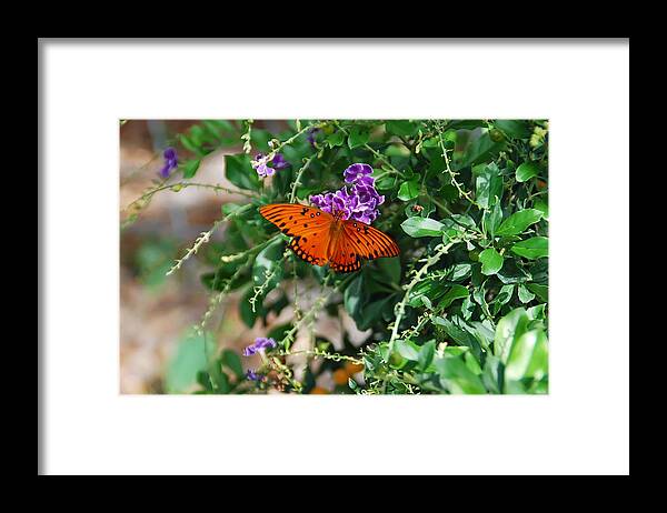 Butterfly Framed Print featuring the photograph Orange Butterfly by Aimee L Maher ALM GALLERY
