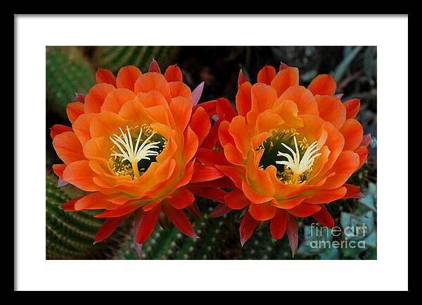 Orange Cactus Flowers by Nancy Mueller