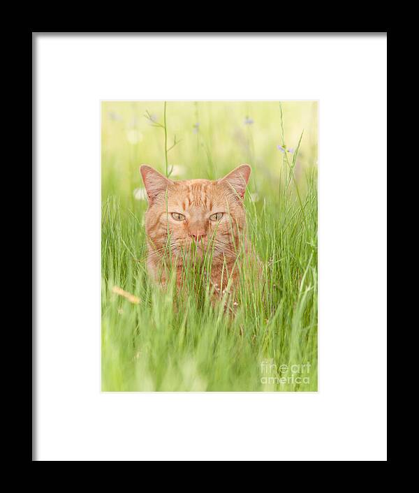 Orange Framed Print featuring the photograph Orange Cat in Green Grass by Sari ONeal