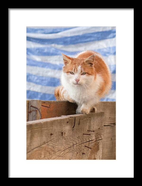 Orange Cat Framed Print featuring the photograph Orange cat by Vlad Baciu