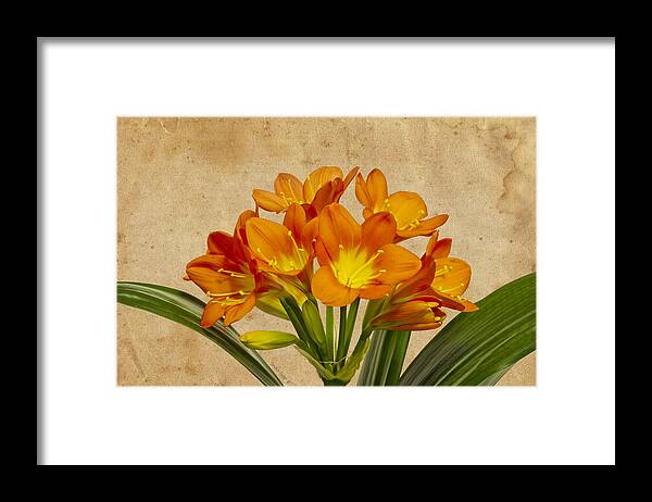 Lily Blossoms Framed Print featuring the photograph Orange Clivia Lily by Sandra Foster