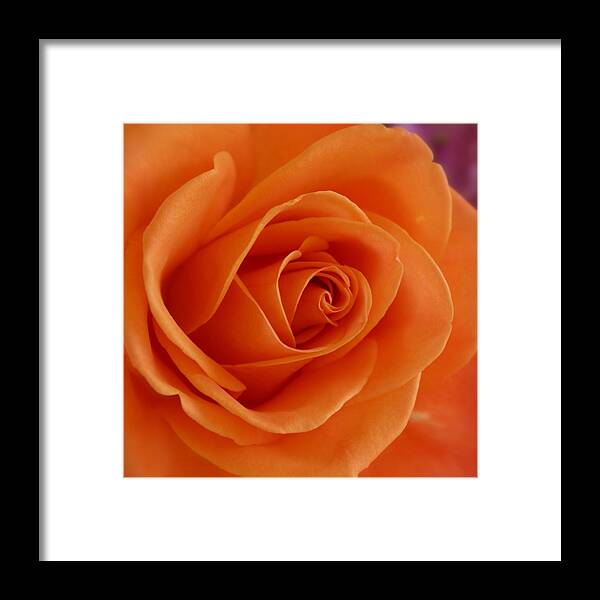 Soft Rose Framed Print featuring the photograph Orange Comes Softly by Michele Myers