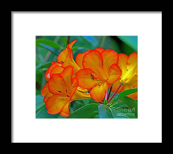 Flower Framed Print featuring the photograph Orange Delight by Larry Nieland